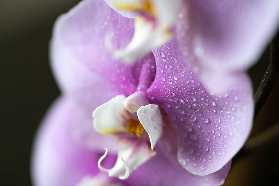 orchids, flowers, macro, close up, nature, plant, botanical HD wallpaper