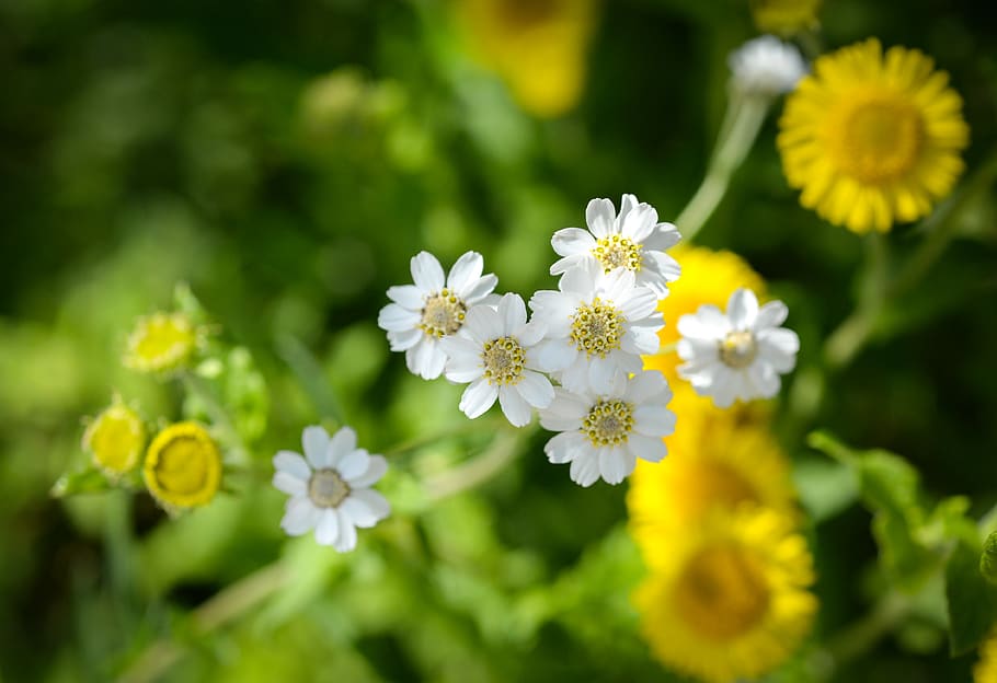 Shallow Photography Of White Flowers, bloom, blossom, flora, macro HD wallpaper