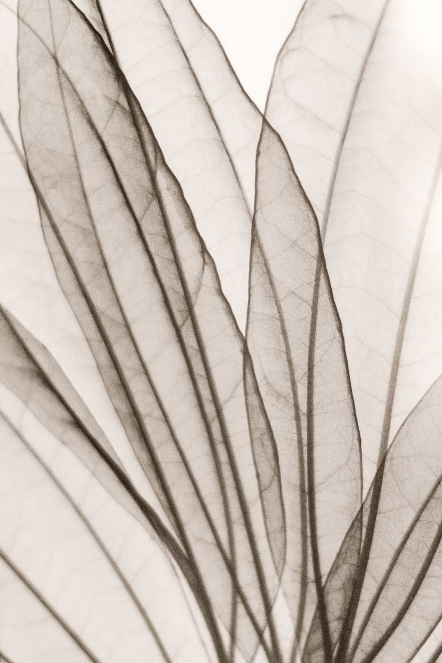 nature, leaf, monochrome, decoration, leaves, bright, photoholgic HD wallpaper