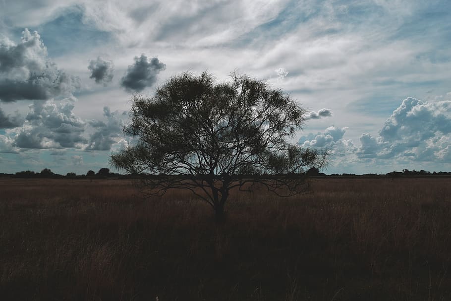 argentina, brandsen, forest, clouds, day, arbol, emanuel panarello HD wallpaper