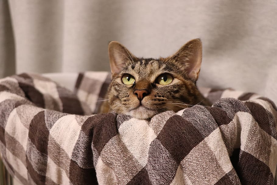 cat, animal, cute, creatures, pet, kitty, brown winner of the tabby HD wallpaper