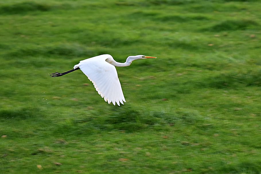 white heron, wading bird, animal, flight, flying, wing, plumage, HD wallpaper