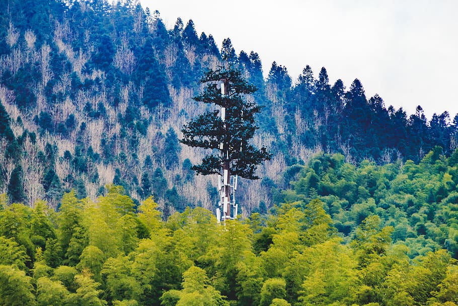 trees, mountain, froest, plant, growth, beauty in nature, land HD wallpaper