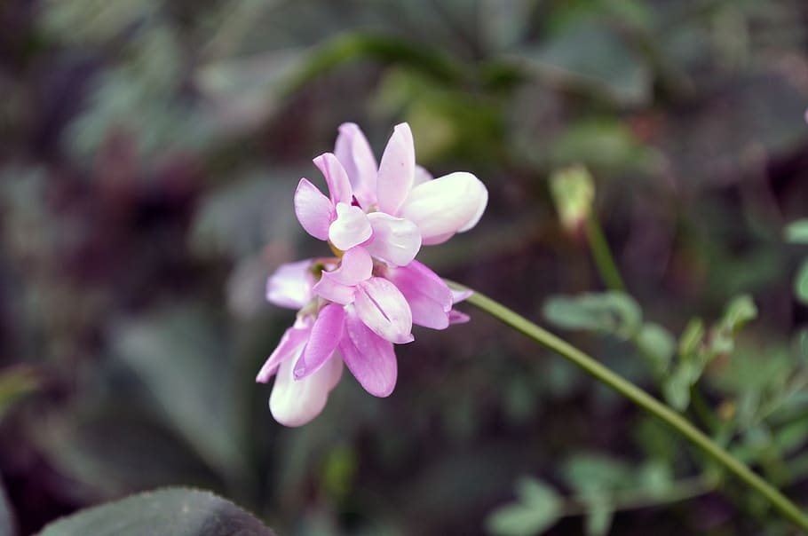 flower, nature, spring, garden, solitary, flowering plant, fragility HD wallpaper
