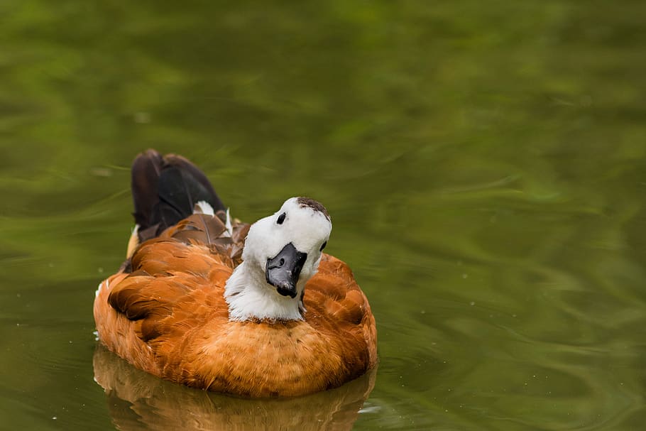 bird, landscape, spring, natural, nature, duck, water, outdoors HD wallpaper