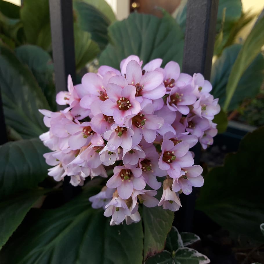 spring, flowers, joy, happiness, colors, flowering plant, vulnerability HD wallpaper