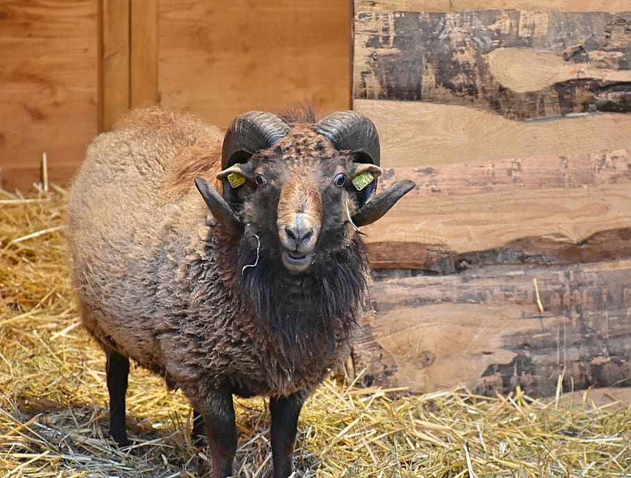 sheep, bock, horns, rotated, bent, black, white, wool, livestock HD wallpaper