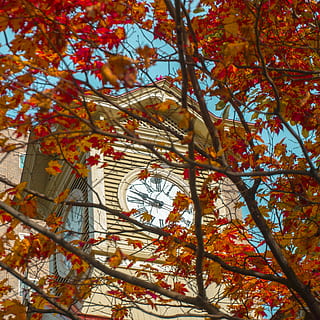 japan, sapporo clock tower, hokkaido, autumn leaves, fall, tree HD wallpaper