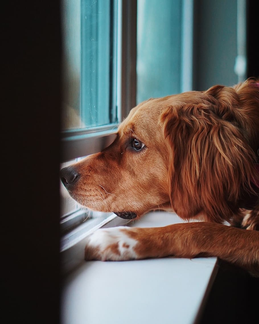 brown dog on window, pet, animal, canine, mammal, golden retriever, HD wallpaper