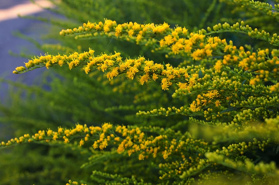 plants, flowers, bloom, meadow, nature, garden, yellow, bush HD wallpaper