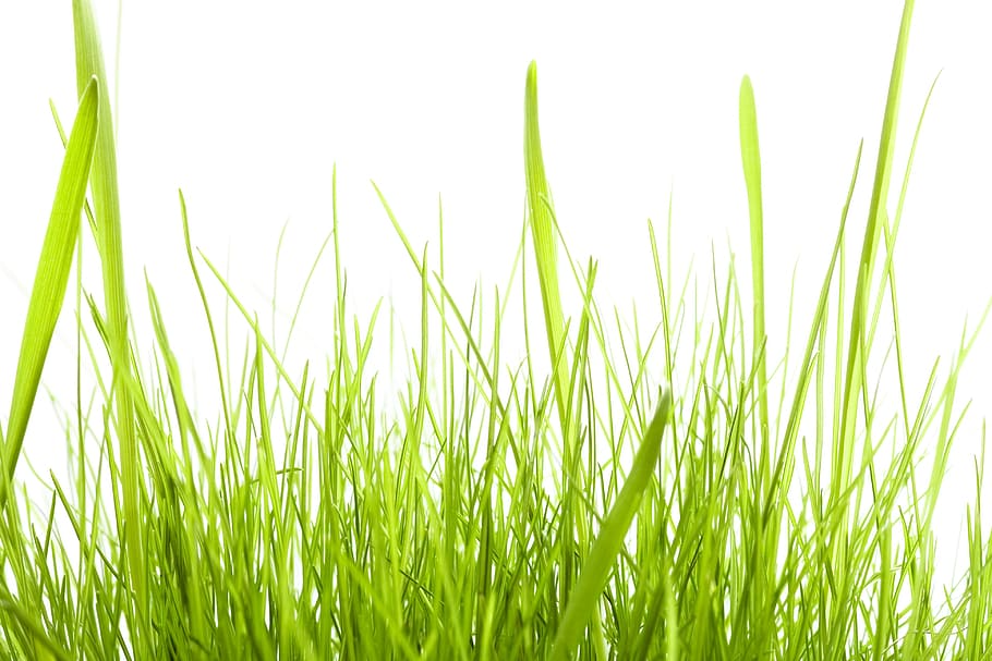 con2011, background, field, fresh, garden, grass, green, growth HD wallpaper