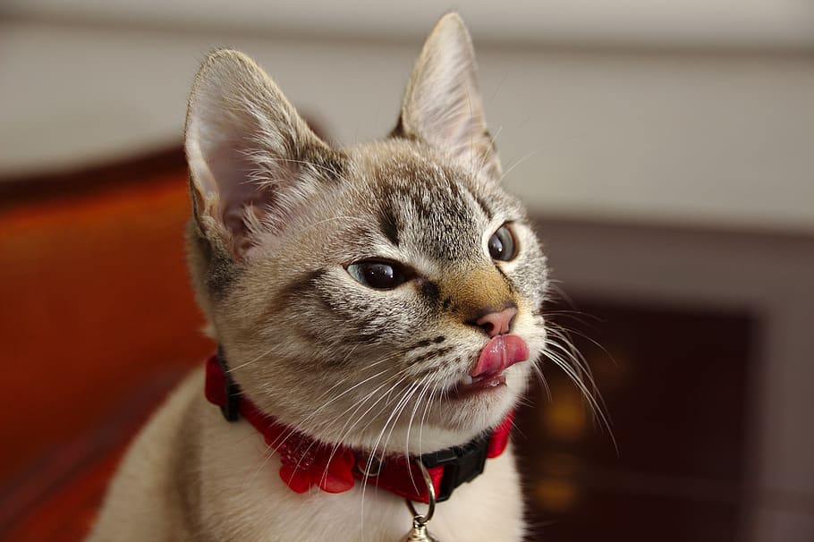 cat, cute, fluffy, animals, tamed, playful, pet, mammal, pets HD wallpaper