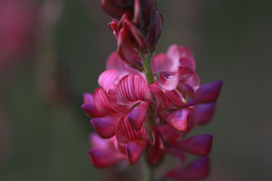 flower, pink, wild, nature, plant, nice, flowering plant, beauty in nature HD wallpaper