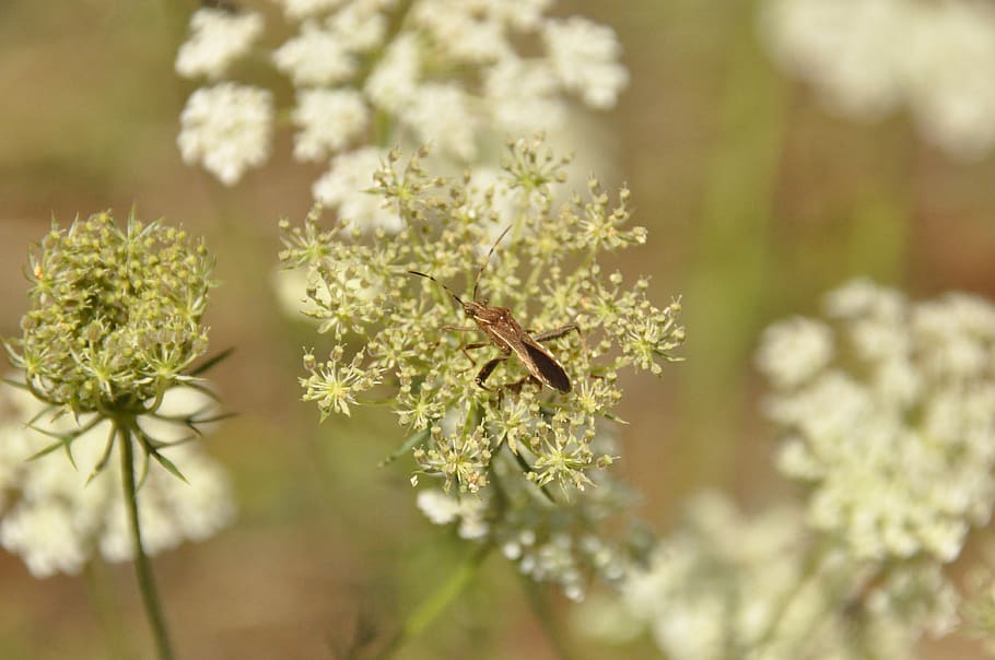 insect, flowers, forage, flowering plant, freshness, close-up HD wallpaper