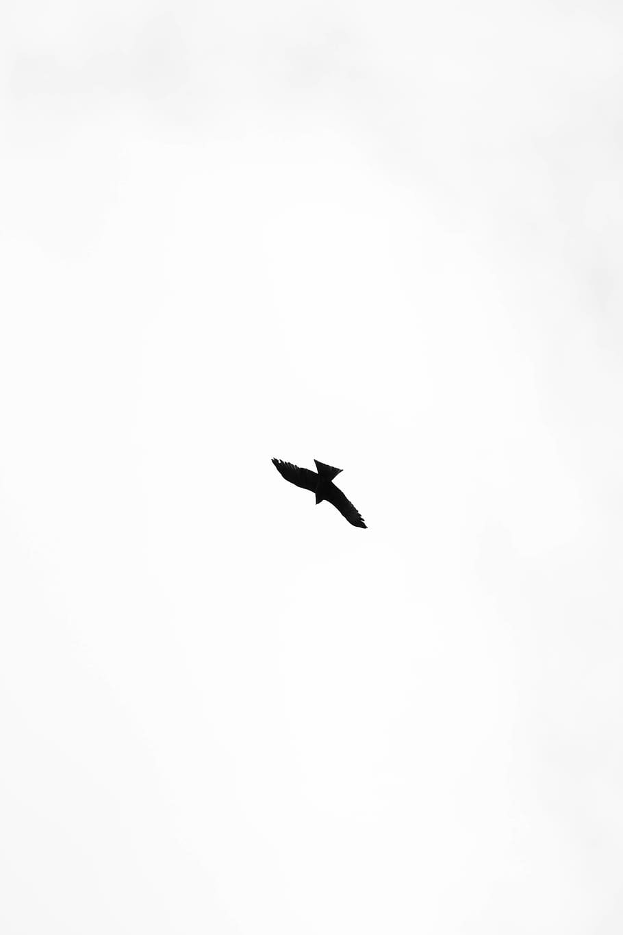 black bird illustration, flying, animal, accipiter, silhouette HD wallpaper