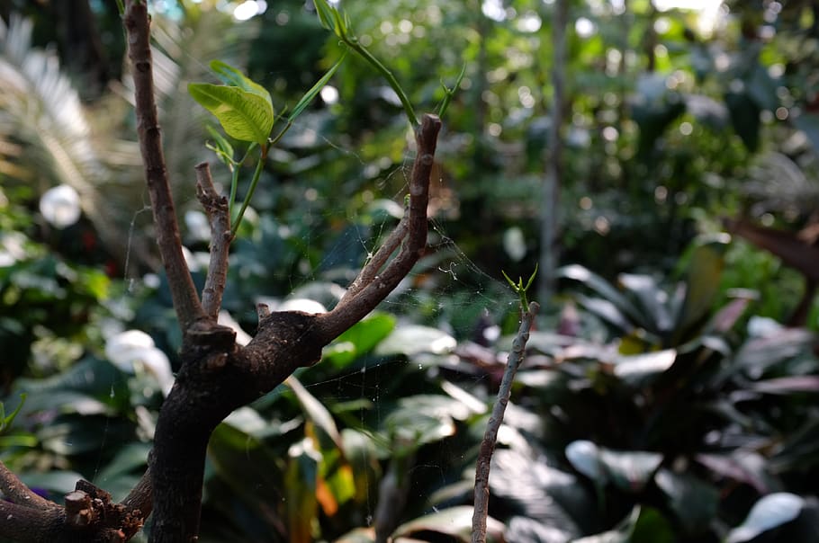 canada, toronto, leaves, plant, growth, tree, focus on foreground HD wallpaper