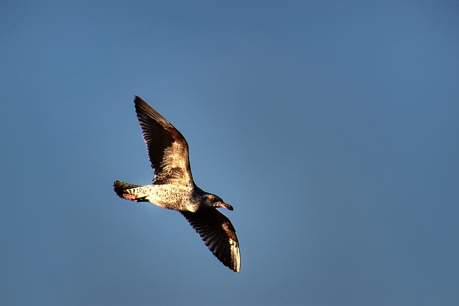 seagull, flight, bird, wing, flying, nature, sky, water bird HD wallpaper
