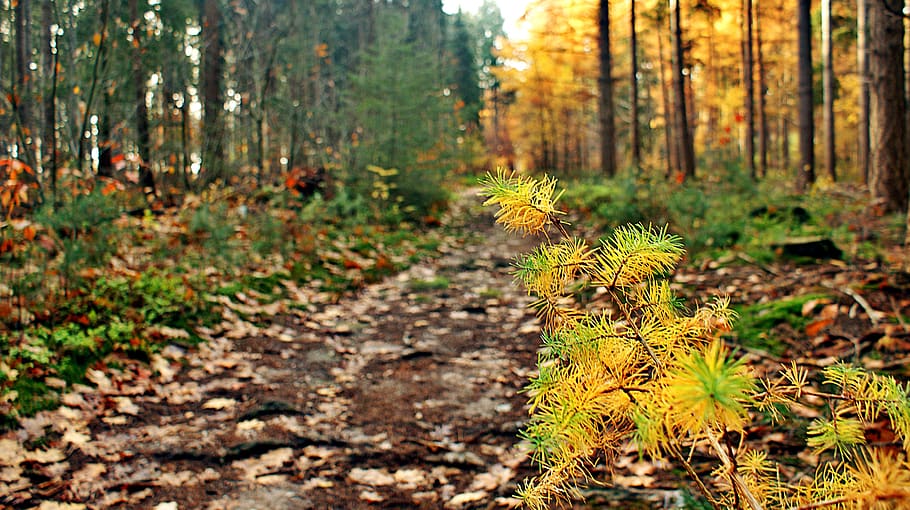 sunrise, coniferous, dead, drought, autumn, ground, dehydration HD wallpaper