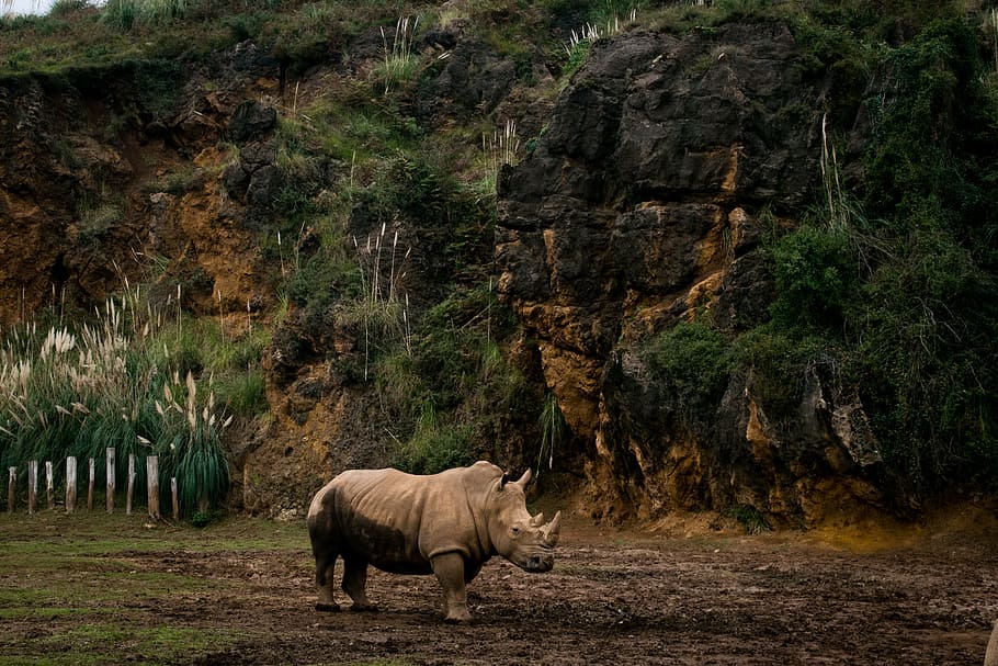 Гора носорог. Скала в виде носорога. Испуганный носорог в джунглях. Great rhino