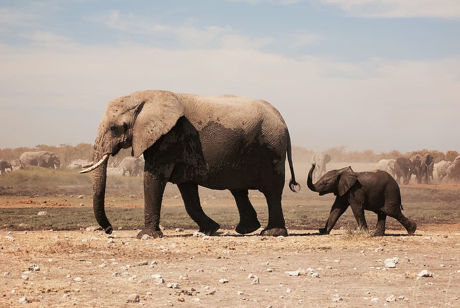 two grey elephants walking under grey sky, animal themes, animals in the wild HD wallpaper