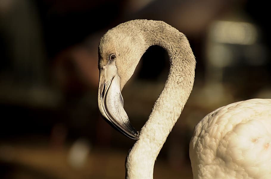flamingo, grey, birds, feather, pink, nature, cute, brazil HD wallpaper