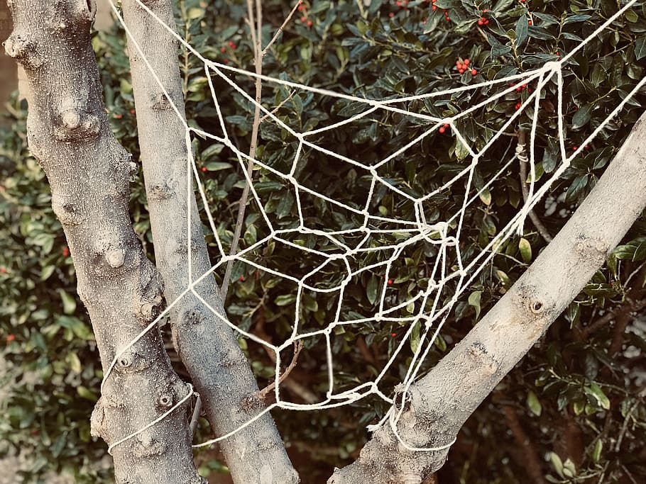 White Knitted Web on Tree, bark, branches, colors, environment HD wallpaper
