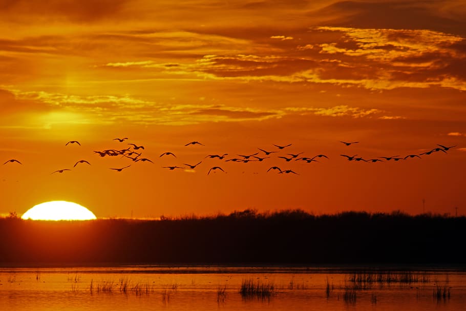 canada, st. albert, geese, sunset, birds, clouds, lake, animals in the wild HD wallpaper