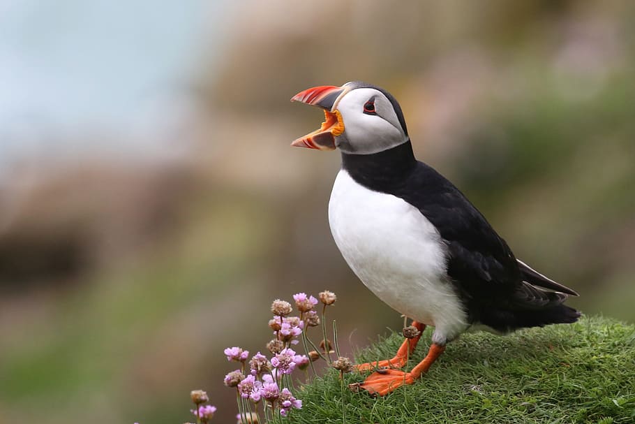Puffin, wildlife, wing, scream, animal, color, nature, wallpaper HD wallpaper