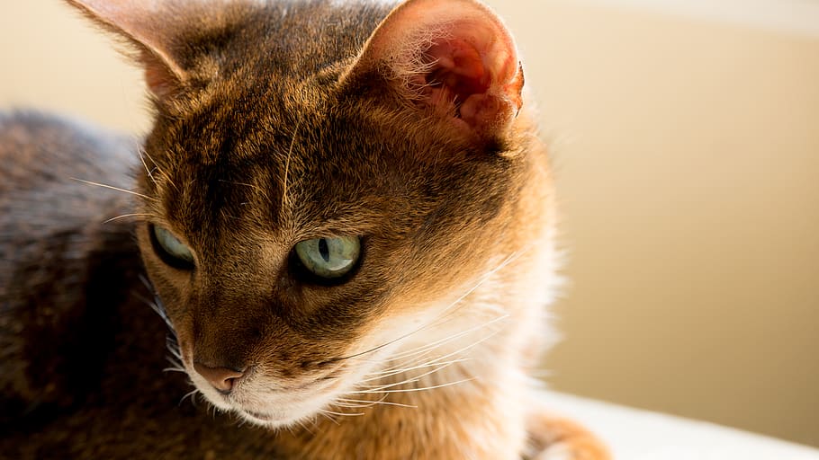 abyssinian, canada, longueuil, cat, mammal, domestic, animal themes HD wallpaper