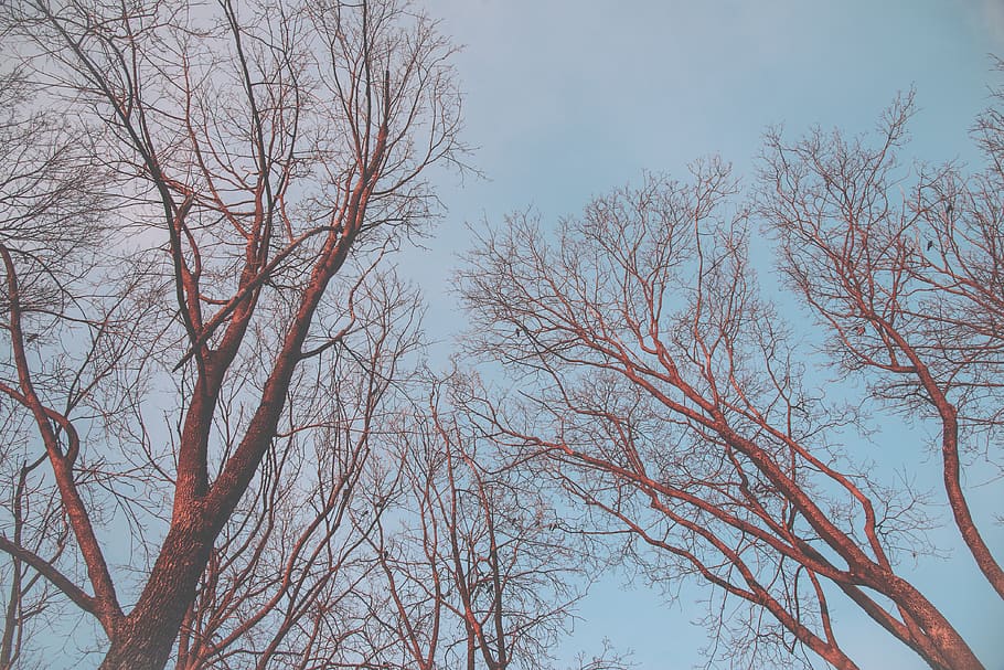 plant, tree, tree trunk, sunset, sky, wood, blue, branch, golden HD wallpaper
