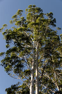 gum trees, eucalyptus, grandis, rainforest, blue sky, native HD wallpaper