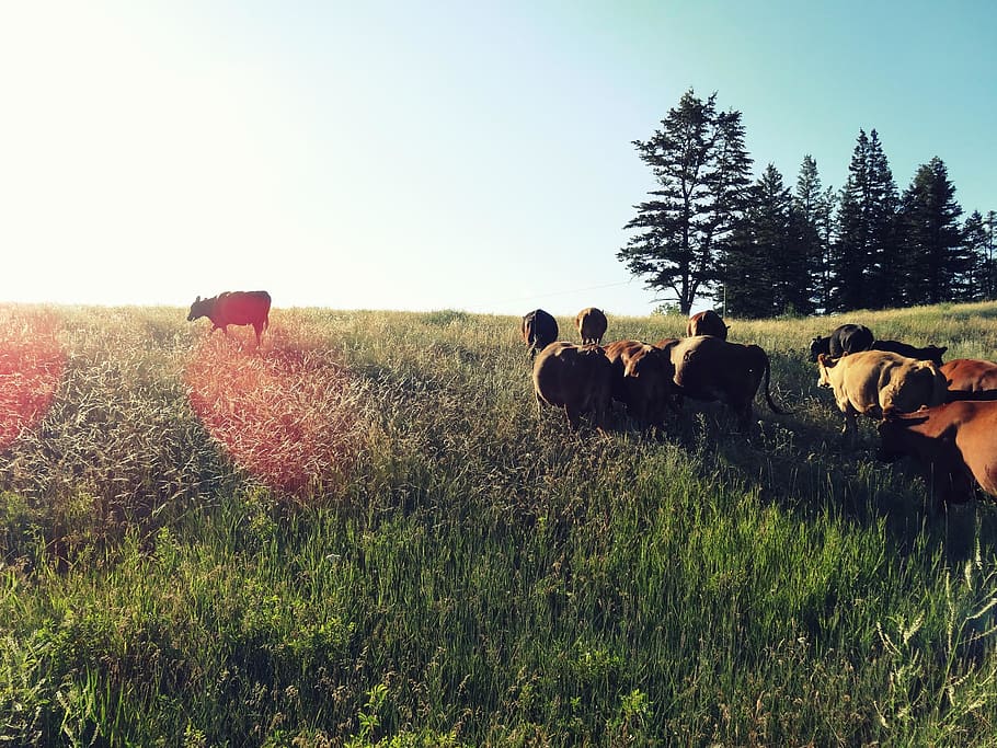 canada, williams lake, cariboo, cows, sun, grass, field, plant HD wallpaper