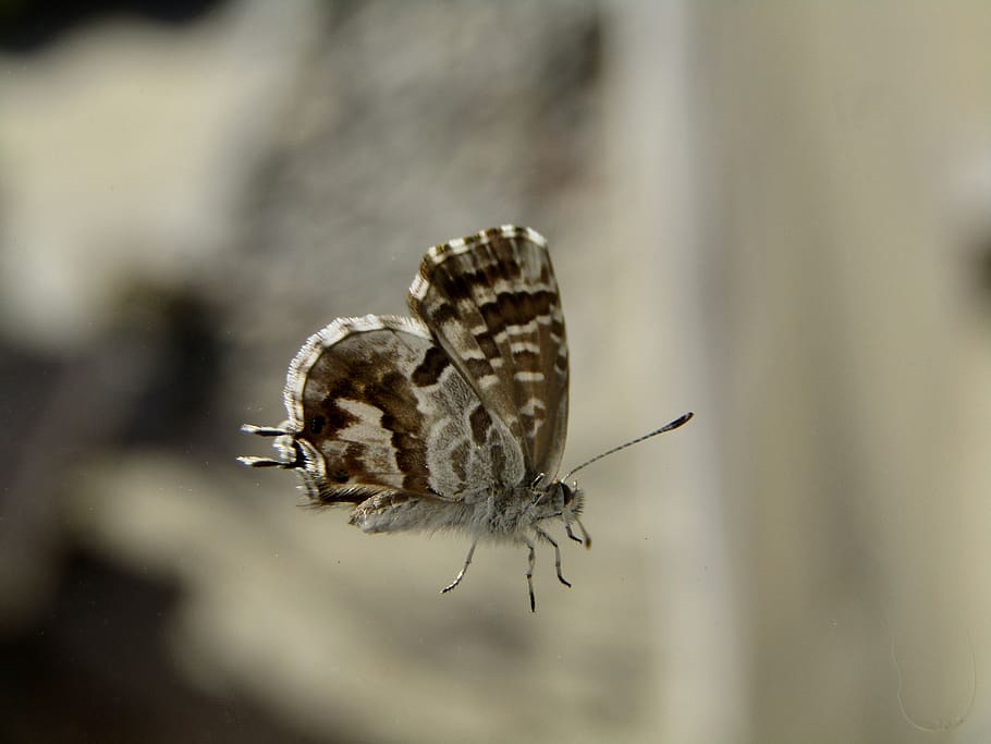 butterfly, fall, insect, antennas, the brown of pelargoniums HD wallpaper