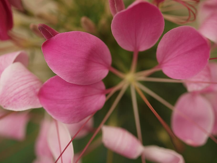 pink petaled flower, plant, geranium, blossom, lupin, anemone HD wallpaper