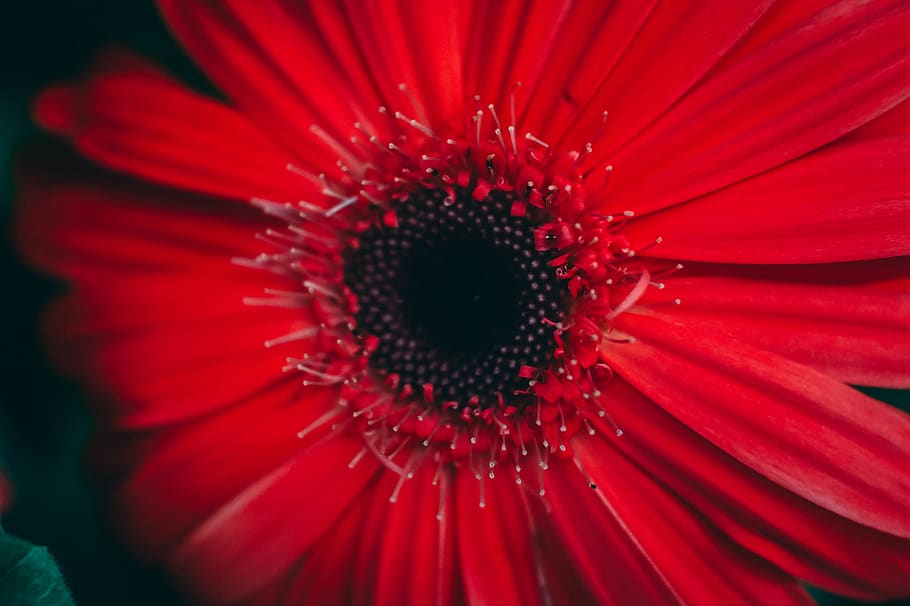 flower, flowering plant, red, fragility, petal, beauty in nature HD wallpaper