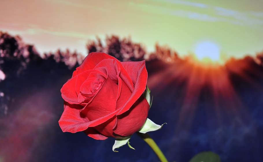 Red Petal Rose during Sunset, bloom, blossom, flora, flower, macro HD wallpaper