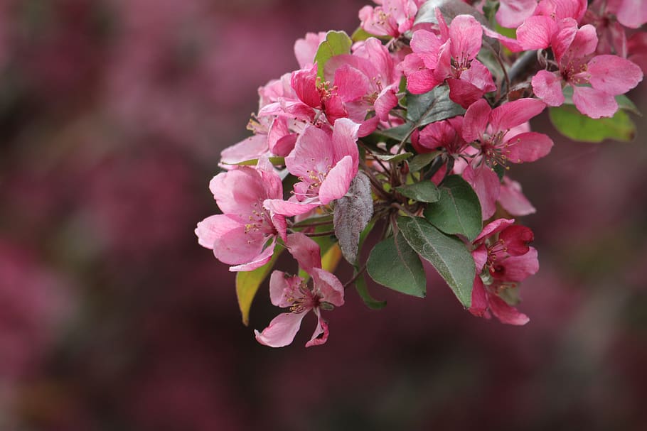 malus, flower, branch, apple, spring, rosaceae, tree, nature HD wallpaper