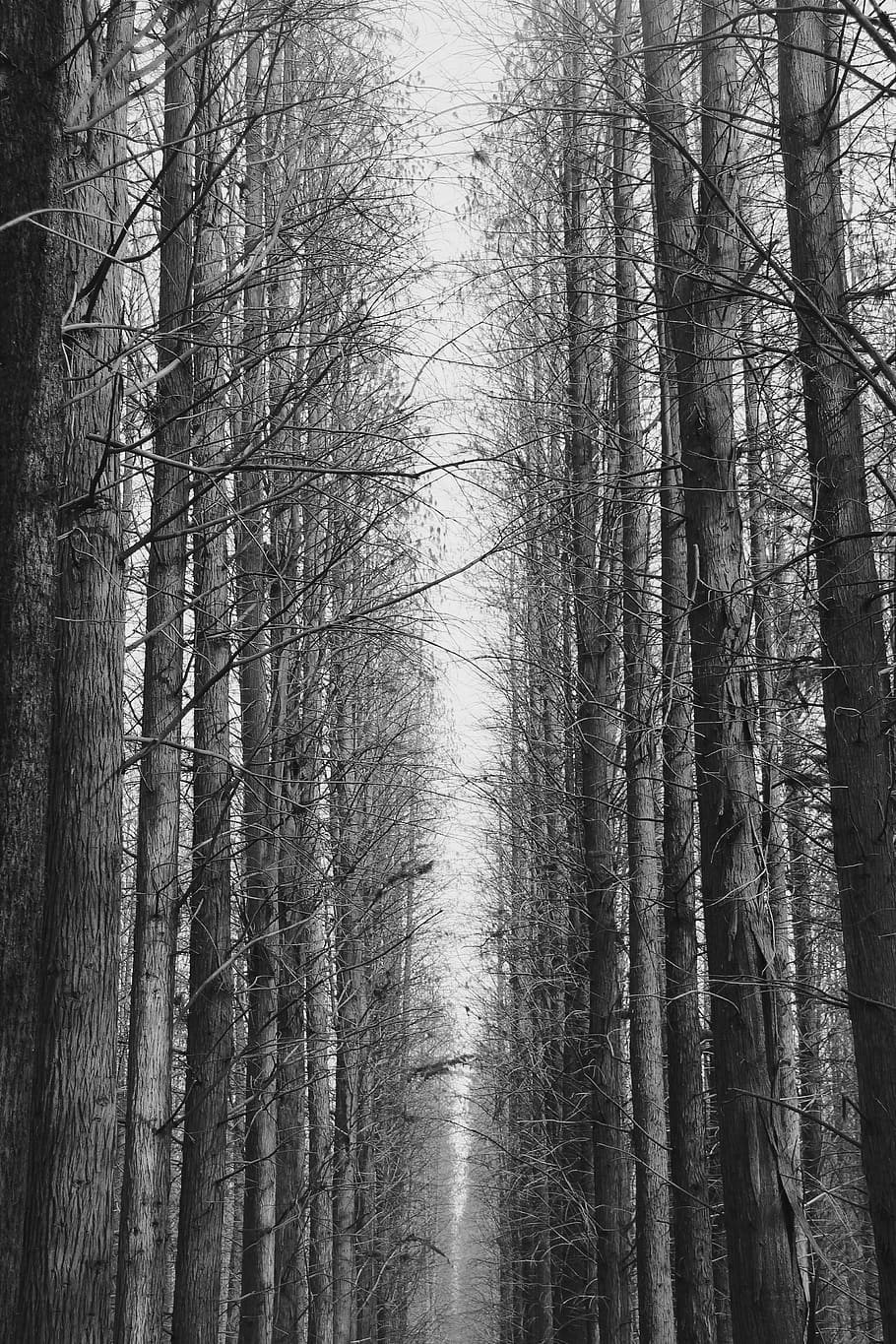 trees, bandw, plant, forest, tranquility, land, woodland, trunk HD wallpaper