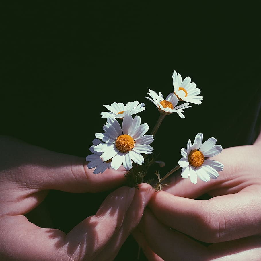 Close-Up Photography of Person Holding Chamomile Flowers, beautiful HD wallpaper