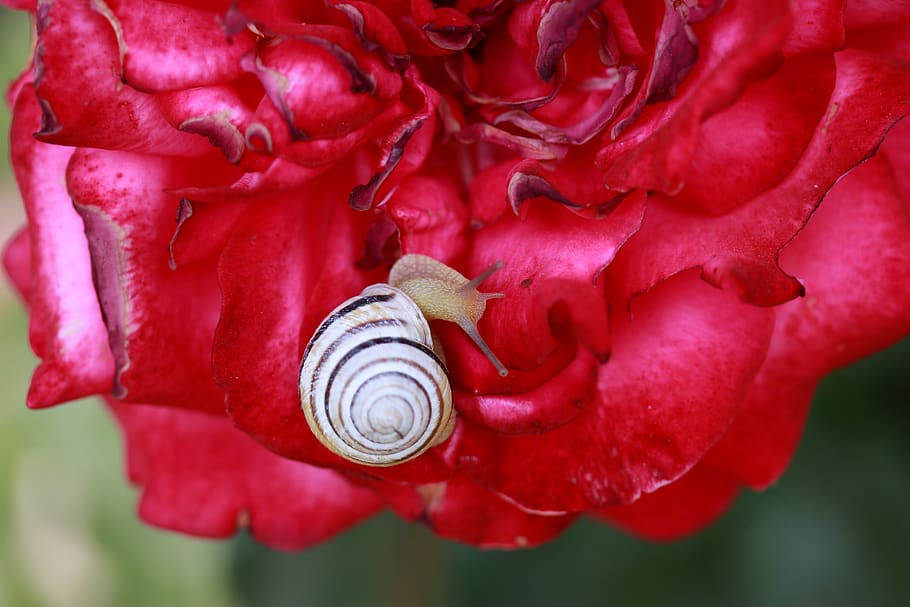 snail, shell, rose, red, garden, flower, beauty in nature, close-up HD wallpaper
