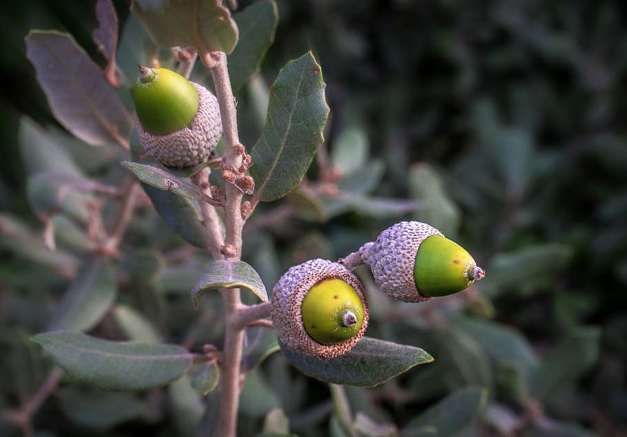 acorns, botany, tree, oak, leaves, plant, foliage, autumn, season HD wallpaper