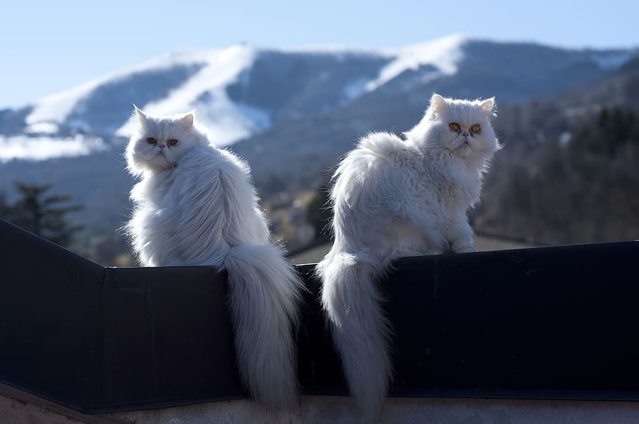 cat, atoo, white, nature, outdoors, animalia, mammalia, snow HD wallpaper
