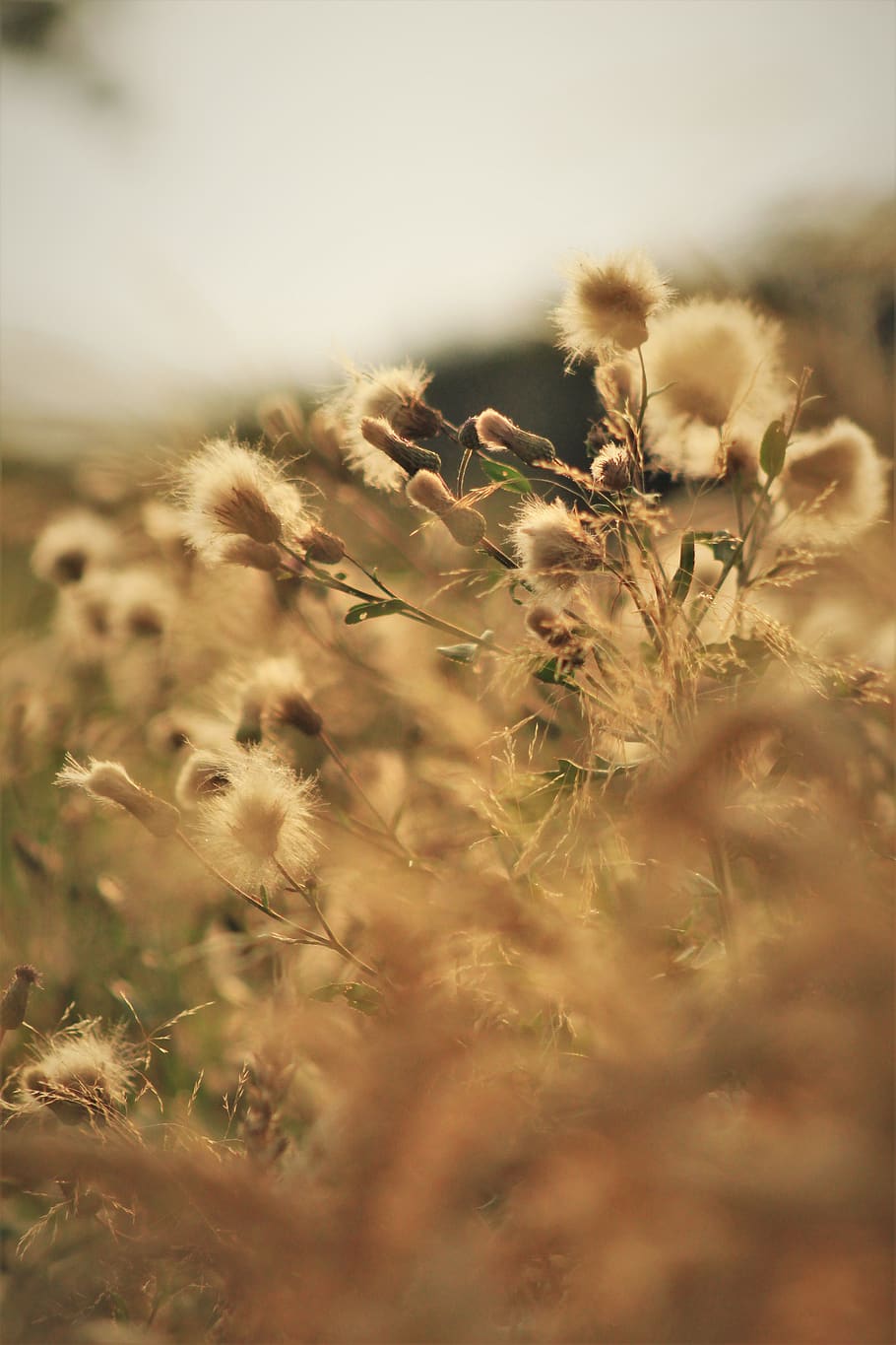 flower, wallpaper, light, plant, growth, selective focus, field HD wallpaper