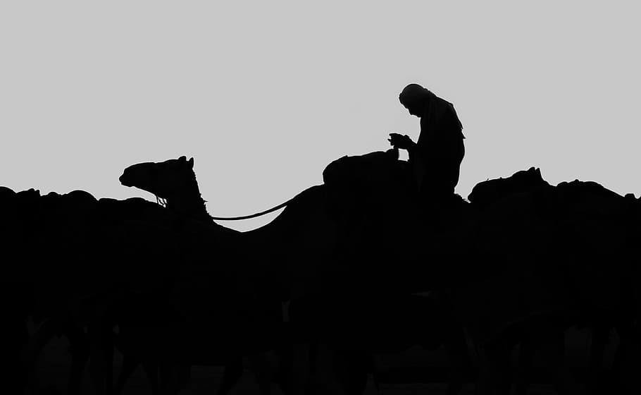silhouette of man riding on camel, تبوك, tabuk, saudi arabia