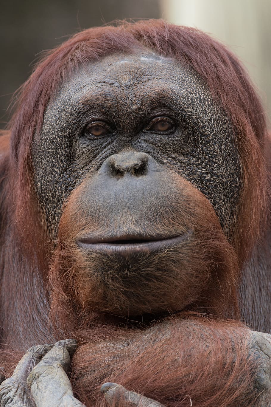 brown monkey, primate, close-up, ape, animal wildlife, portrait HD wallpaper