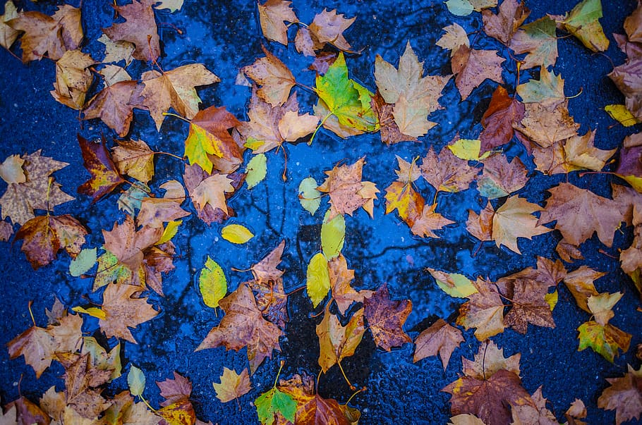 leaves, rain, wet, fall, autumn, central park, nyc, leaf, plant part HD wallpaper