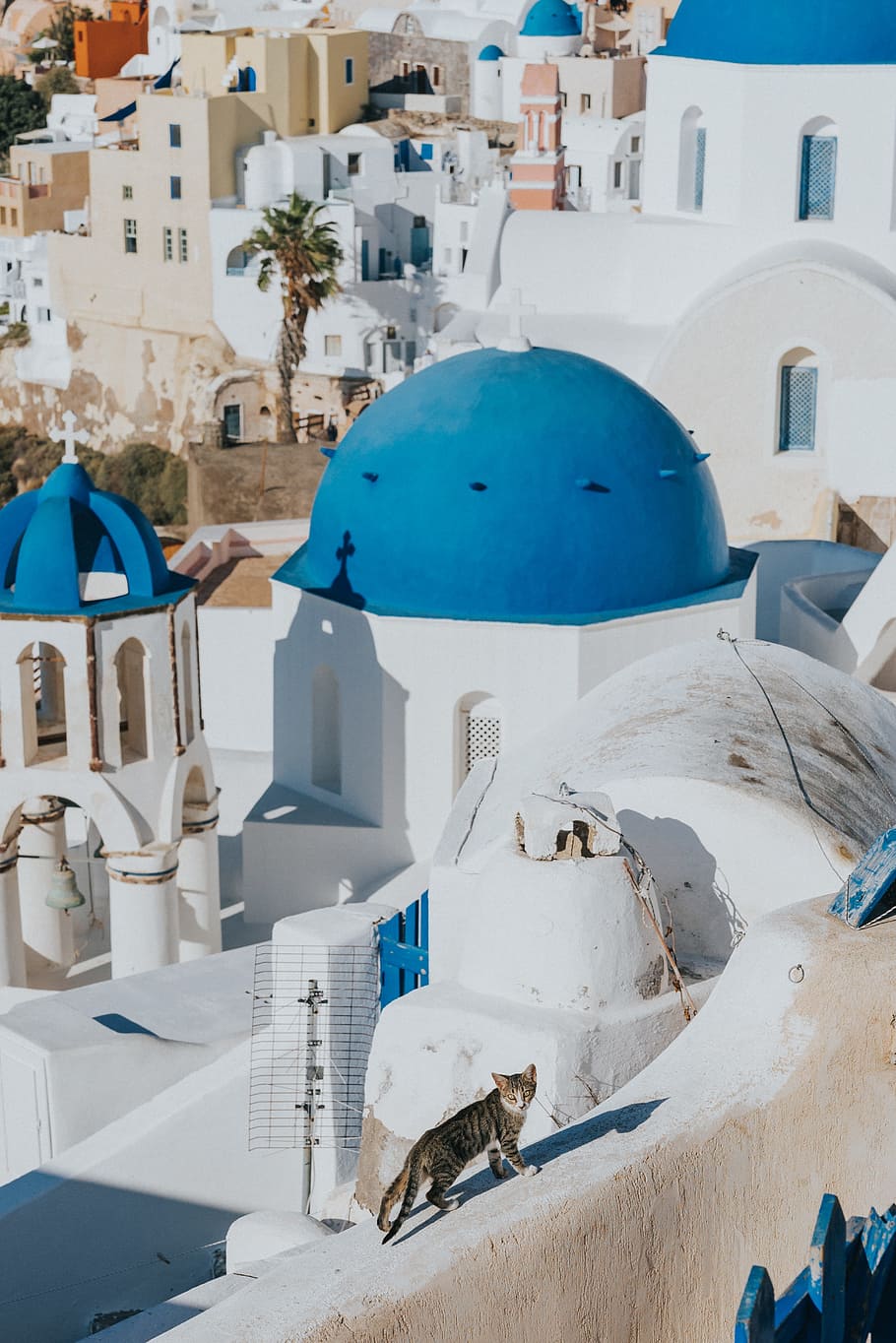 Santorini, Greece, blue, architecture, sky, cat, animal, white HD wallpaper