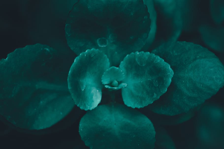 Macro Photo of Leaves, blur, close-up, focus, growth, plant, sea HD wallpaper