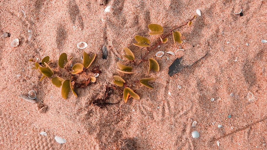 beach, ocean, leaves, aesthetic, sand, shells, tropical, holiday HD wallpaper