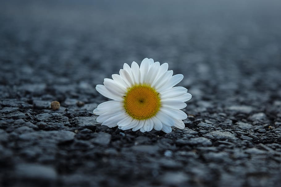 flower, flowering plant, fragility, vulnerability, petal, freshness HD wallpaper